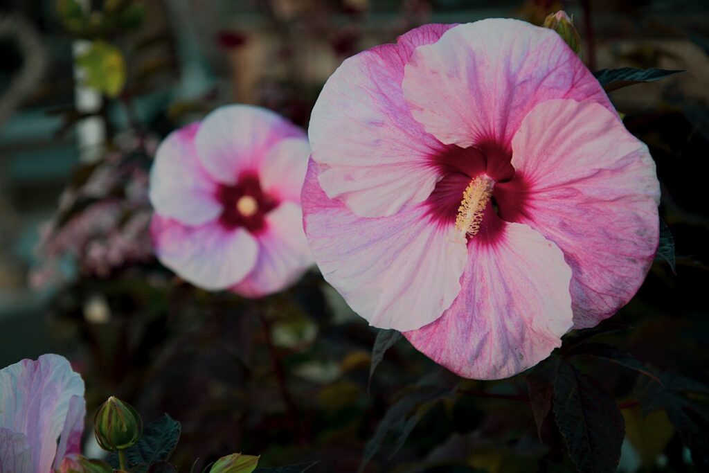 Blüten-Bijou - Impressionen 2026
