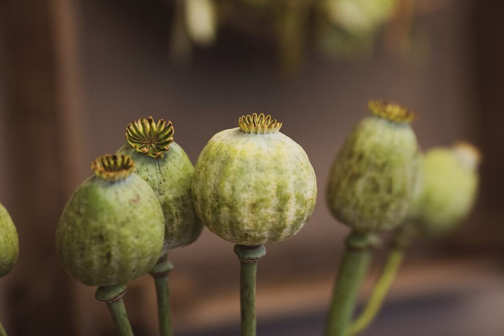 Blüten-Bijou - Impressionen 2026