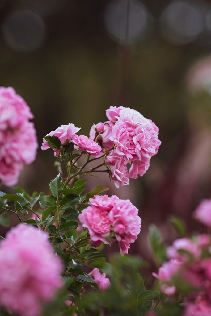 Blüten-Bijou - Impressionen 2026