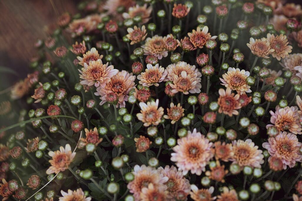 Blüten-Bijou - Impressionen 2026