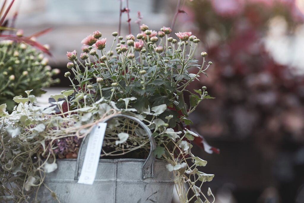 Blüten-Bijou - Impressionen 2026