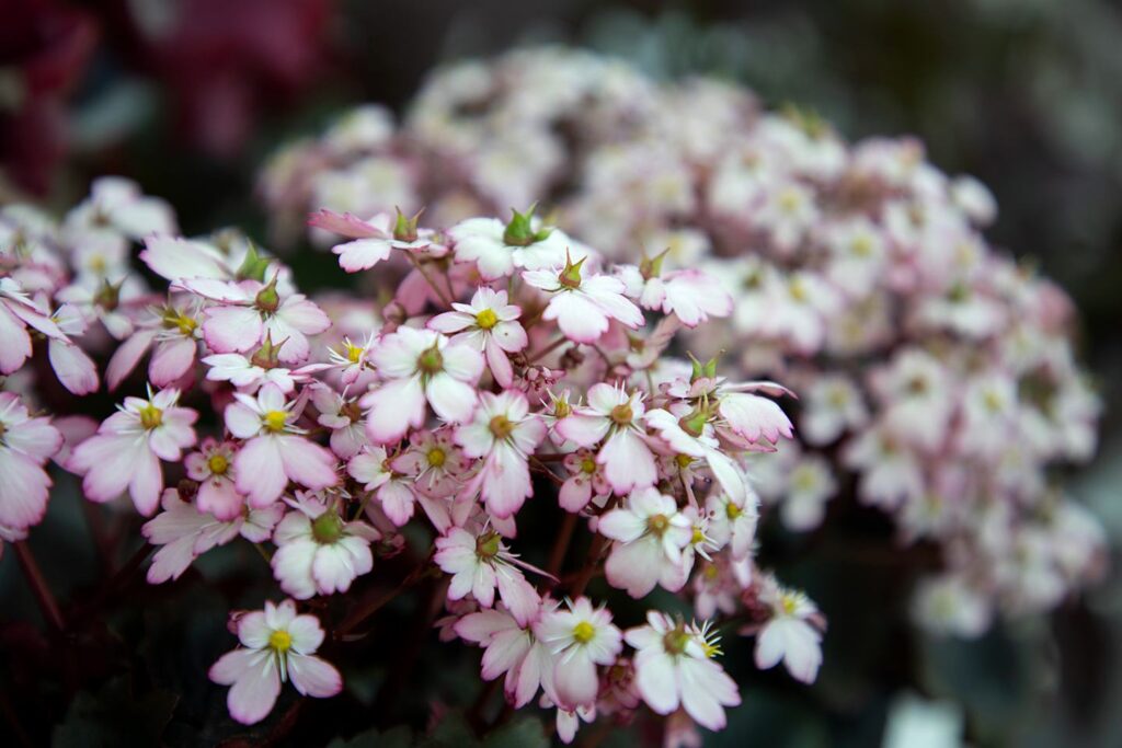 Blüten-Bijou - Impressionen 2026