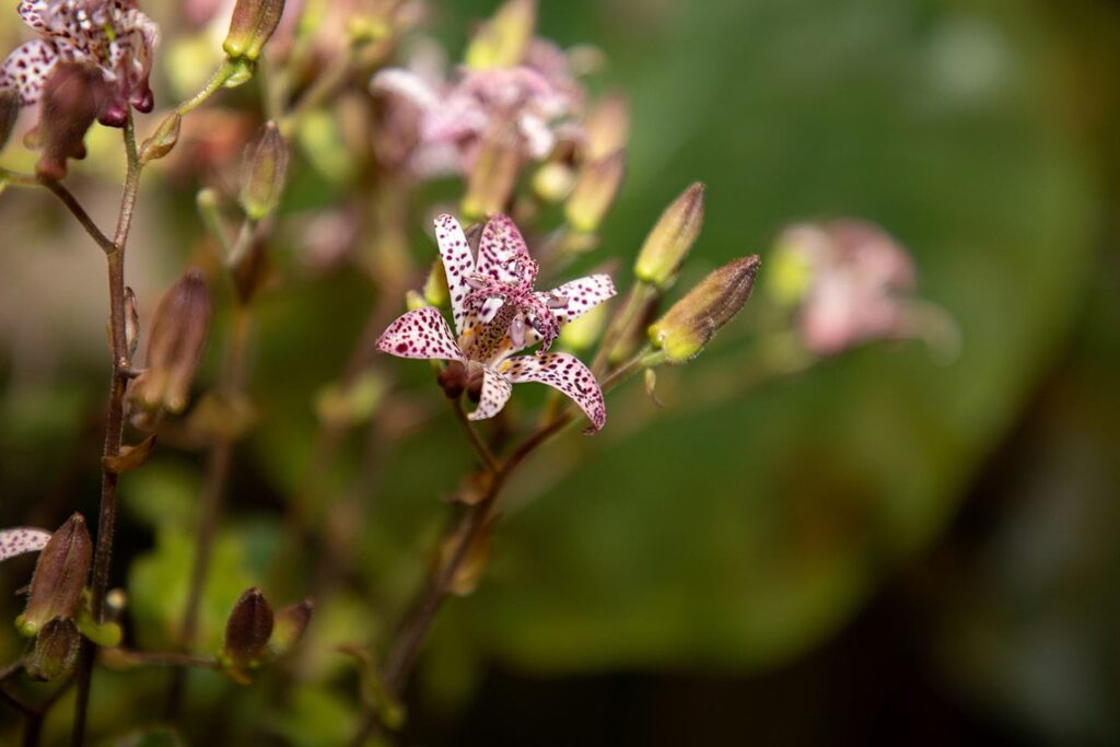 Blüten-Bijou - Impressionen 2026