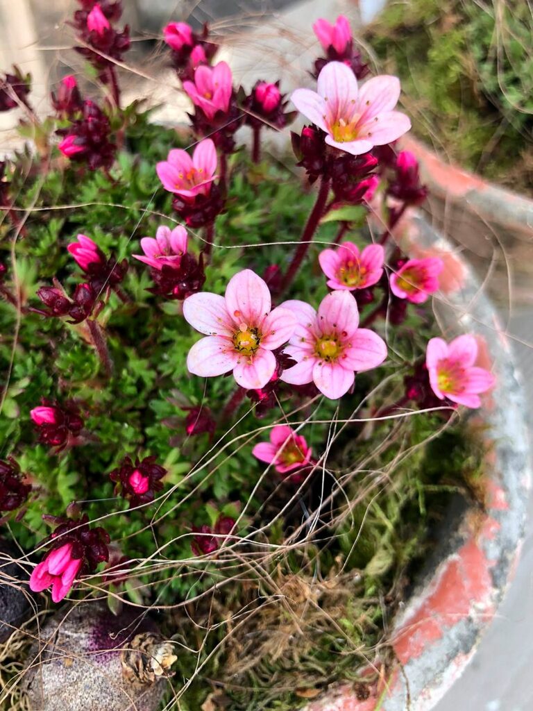 Blüten-Bijou - Impressionen 2026